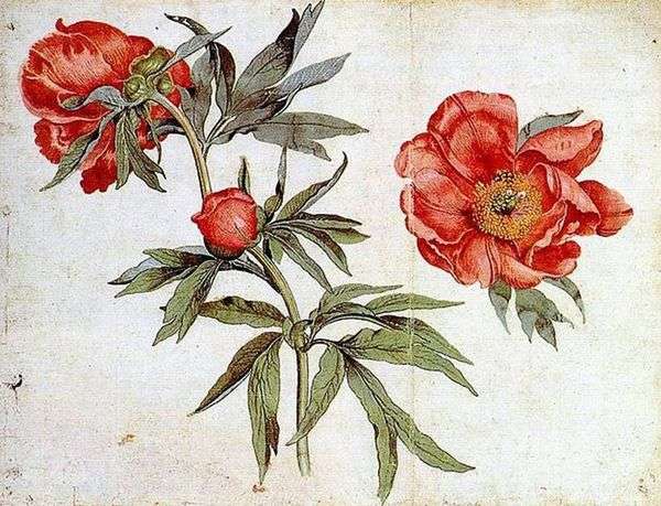 水彩练习曲   Martin Schongauer
